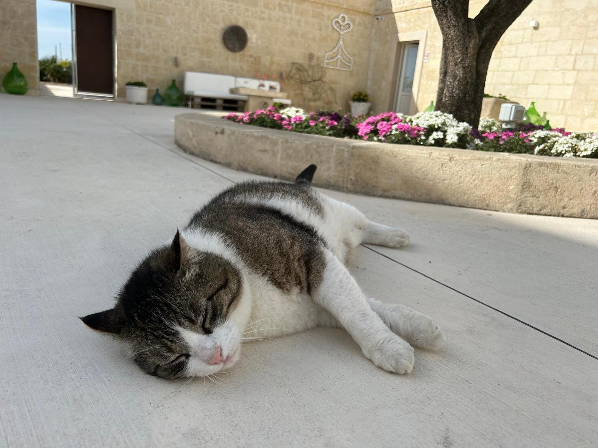Masseria Spiga Gravina in Puglia Eksteriør bilde