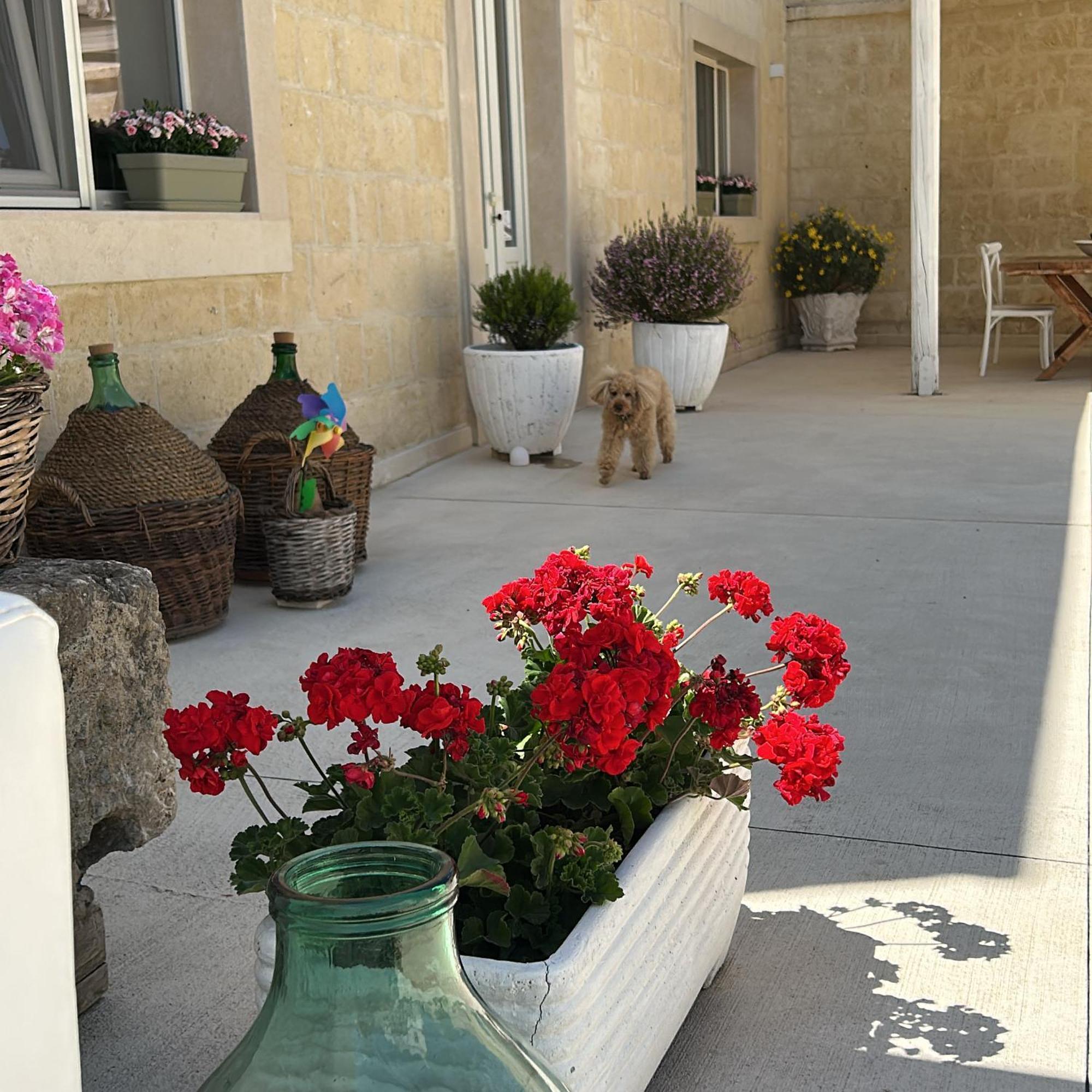 Masseria Spiga Gravina in Puglia Eksteriør bilde